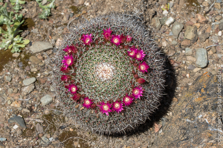 arizona garden